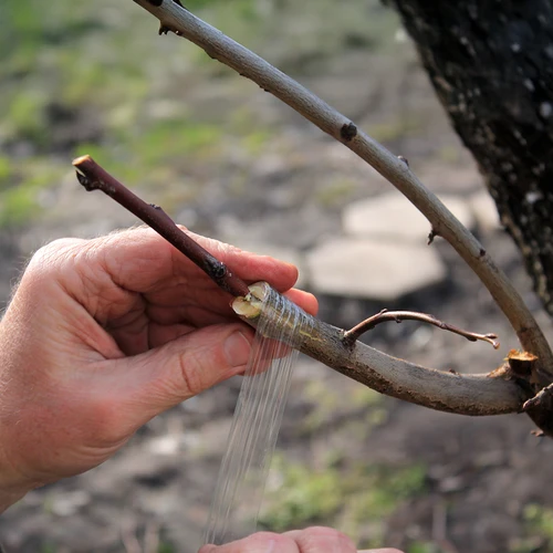 Градинарска лента за присаждане, прозрачна, 100 m x 3 cm - 4
