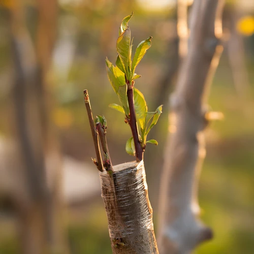 Градинарска лента за присаждане, прозрачна, 100 m x 3 cm - 5