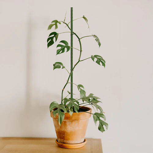 Градински колчета Bioogród – стоманени с покритие, 0,75 м, Ø 8 мм, 10 бр. - 4