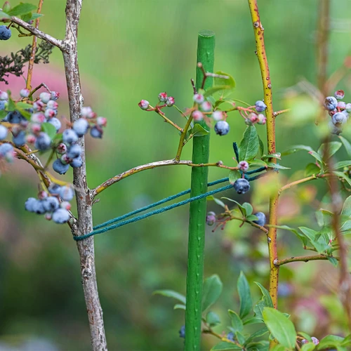Градински колчета Bioogród – стоманени с покритие, 1,5 м, Ø 11 мм, 10 бр. - 4