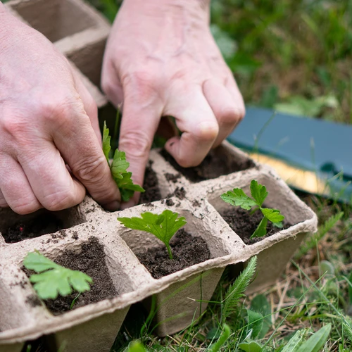 Хартиени саксии 6 x 6 x 6, комплект 5 бр. - 6