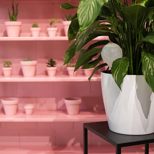 Кълба за напояване на растения, бели полупрозрачни, с коркова тапа, 400 мл, 4 бр. - 12