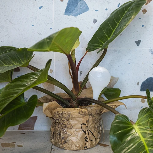 Кълба за поливане на растения, бели полупрозрачни, 400 мл, 4 бр. - 9