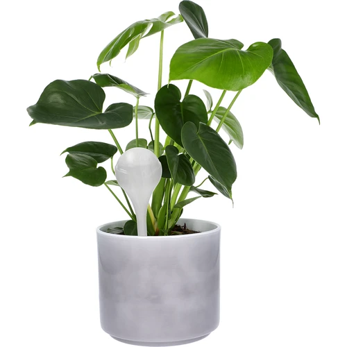 Кълба за поливане на растения, бели полупрозрачни, 400 мл, 4 бр. - 6