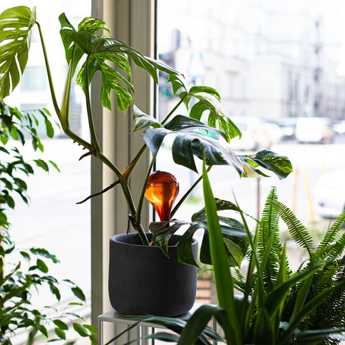 Кълба за поливане на растения, прозрачни кехлибарени, 400 мл, 2 бр. - 11