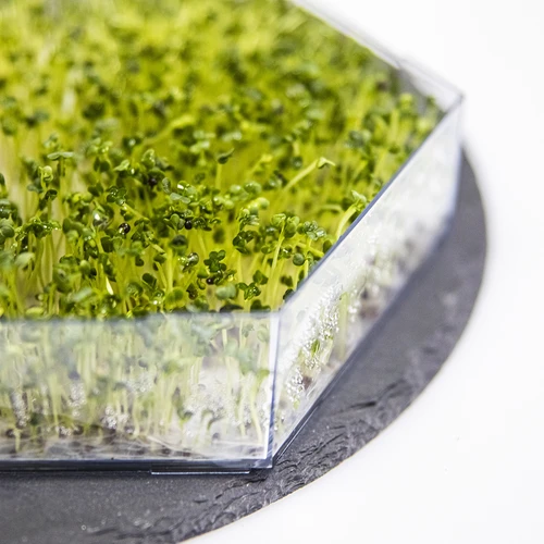 Многоетажен уред за покълване Niezłe Ziółko + 10 опаковки семена - 14