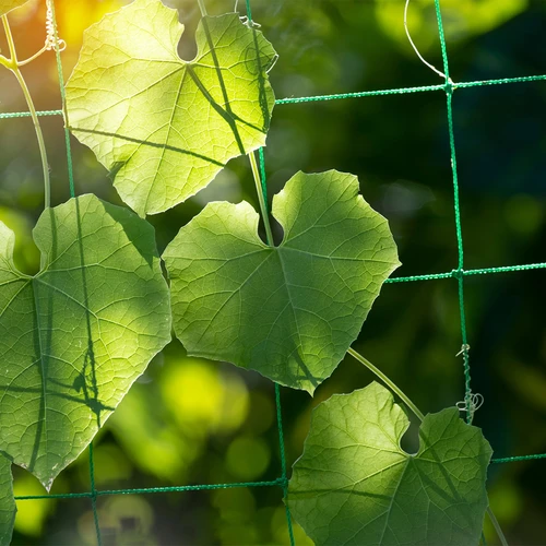 Мрежа за катерливи растения, 1,8 x 5 м - 5