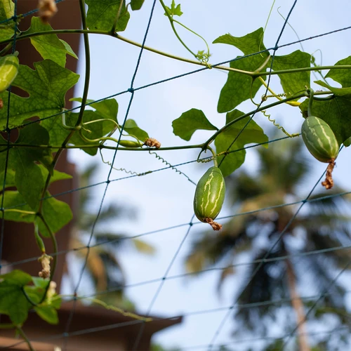 Мрежа за катерливи растения, 1,8 x 5 м - 6