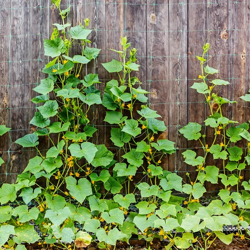 Мрежа за увивни растения: 2 x 20 м - 5