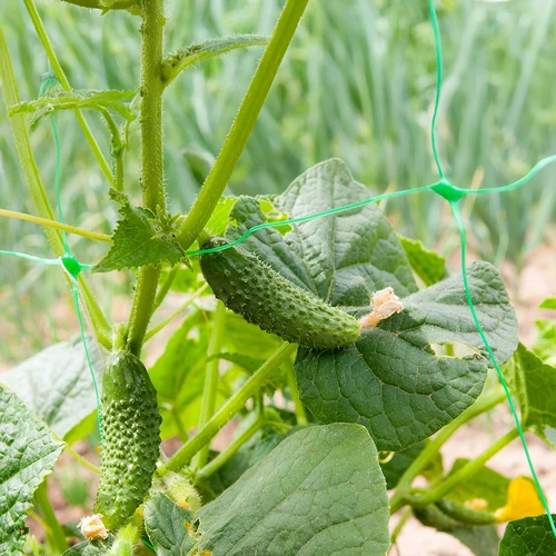 Мрежа за увивни растения: 2 x 20 м - 6