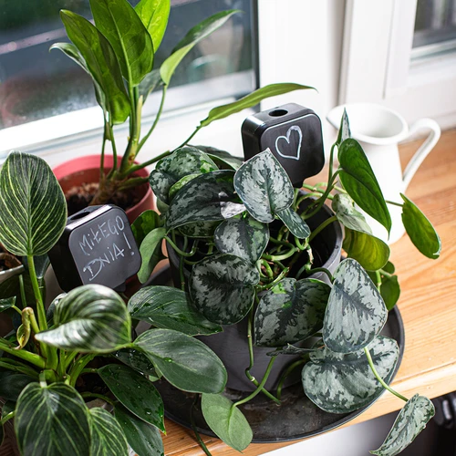 Напоител за растения – черна табелка с керамично краче, 200 ml - 9