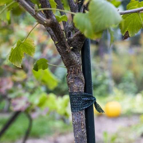 PE лента за привързване на растения 3 см x 50 м - 3