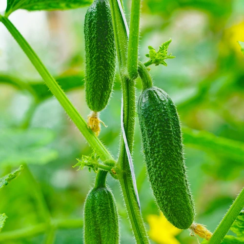 Полипропиленов шнур 1 mm/65 m/50 g - 6