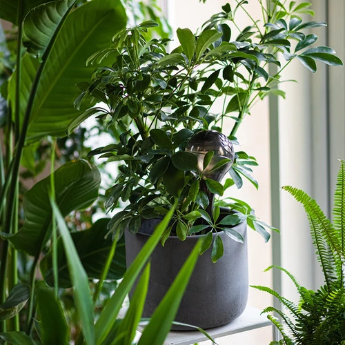 Поливащи топки за растения, черни прозрачни, 400 мл, 2 бр. - 10