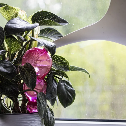 Поливна сфера, тройна (трикамерна), прозрачна розова, 600 мл - 6