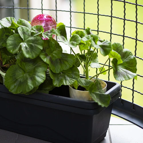 Поливна сфера, тройна (трикамерна), прозрачна розова, 600 мл - 9