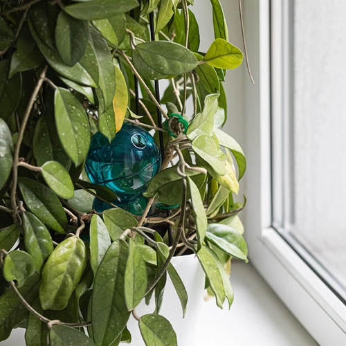 Поливна топка, тройна (трикамерна), синьо-прозрачна, 600 мл - 7