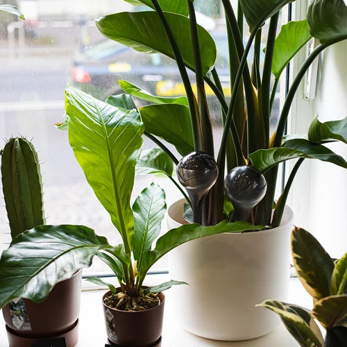 Поливни кълба за растения, прозрачно-черни, 400 мл, 4 бр. - 12