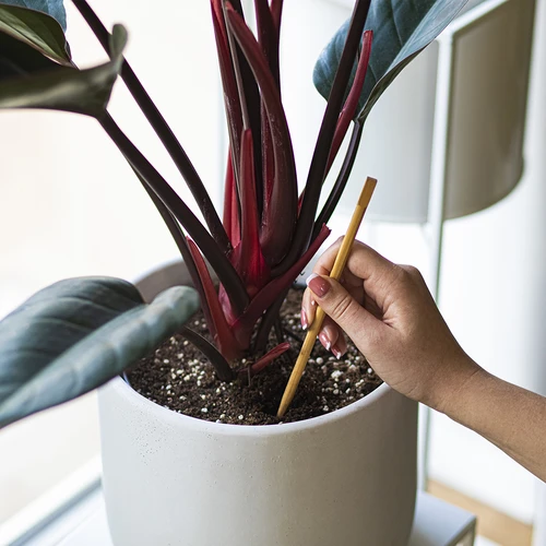 Поливни топки за растения, прозрачни зелени, 400 ml, 4 бр. - 7