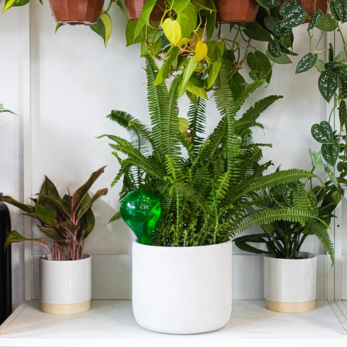 Поливни топки за растения, прозрачни зелени, 400 ml, 4 бр. - 11