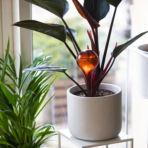 Поливни топки за растения, прозрачно кехлибарени, 400 мл, 4 бр. - 8