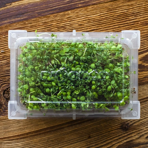 Съд за покълване Zielona Czuprynka със семена от репички - 16