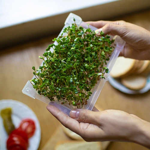 Съд за покълване Zielona Czuprynka със семена от репички - 14