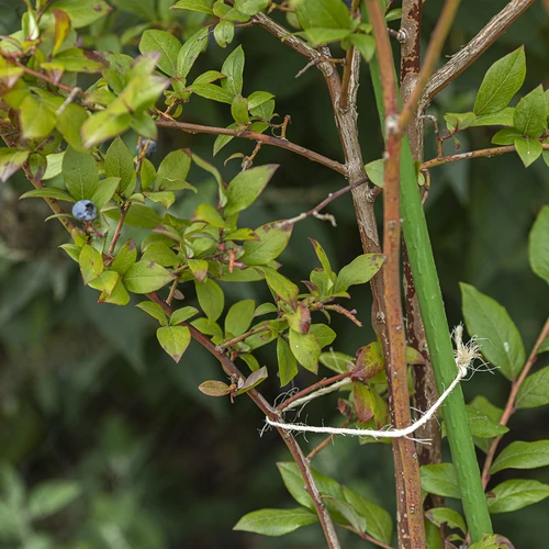 Сизалов канап 1,8 mm/40 m/100 g - 8