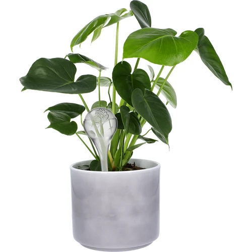 Топки за поливане, прозрачни, 400 мл, 4 бр. - 6