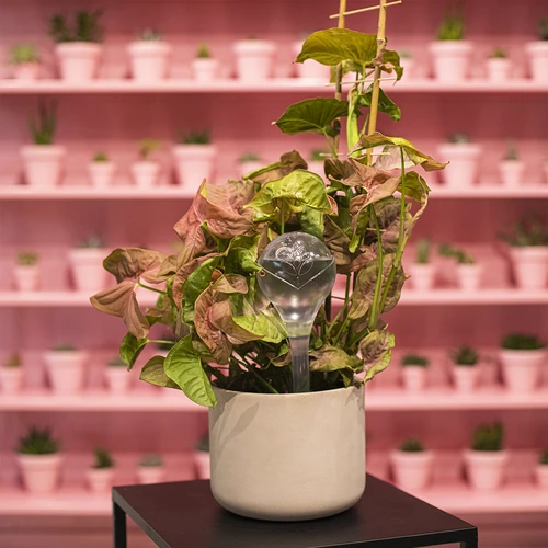 Топки за поливане, прозрачни, 400 мл, 4 бр. - 12