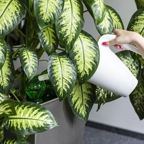 Тройна (трикамерна) поливна топка, прозрачна зелена с керамичен шип, 600 мл - 6