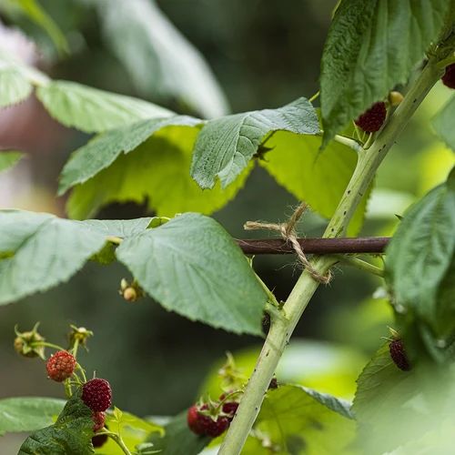 Ютов канап 2 мм/235 м/500 г - 9