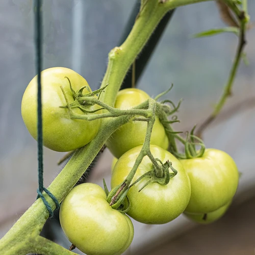 Зелен памучен шнур 2 мм/55 м/100 г - 9