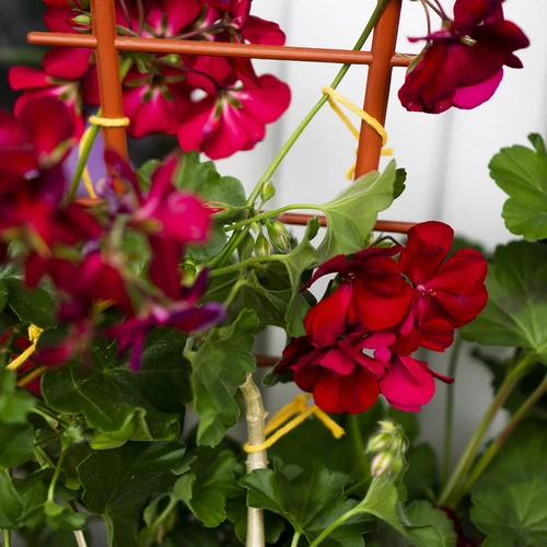 Жълт памучен шнур 2 mm/55 m/100 g - 11