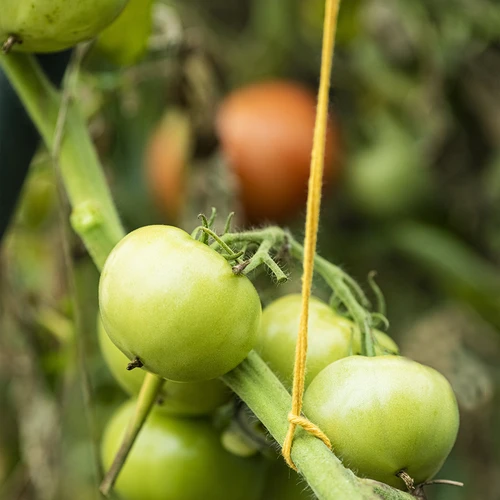 Жълт памучен шнур 2 mm/55 m/100 g - 10