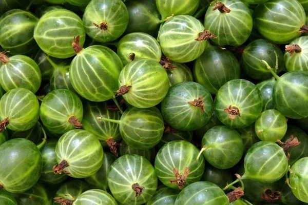 Агрестовка - наливка от цариградско грозде