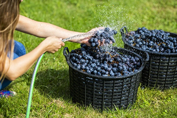 Как да направим вино стъпка по стъпка?