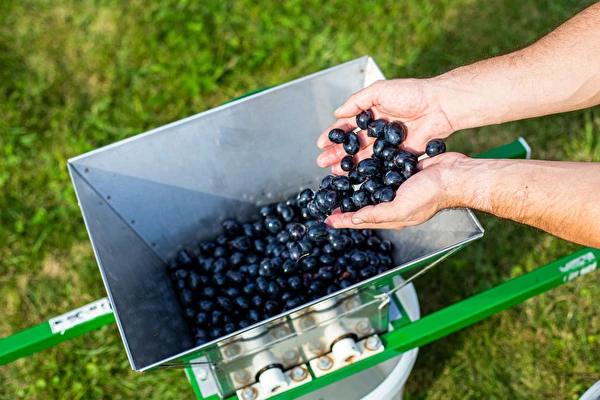 Как да направим вино стъпка по стъпка?