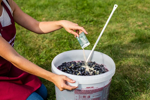 Как да направим вино стъпка по стъпка?