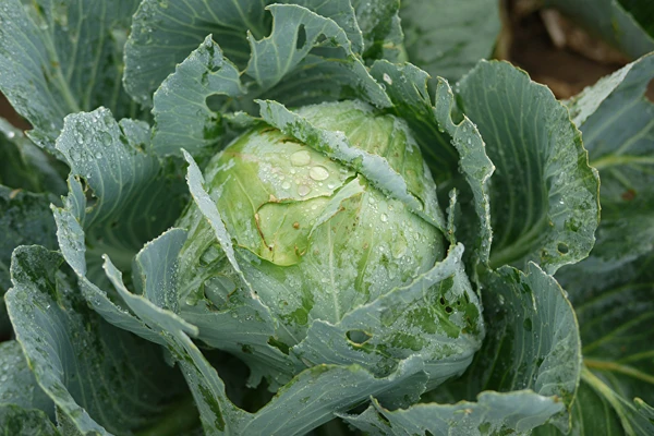 Кисело зеле по рецептата на г-жа Силвия