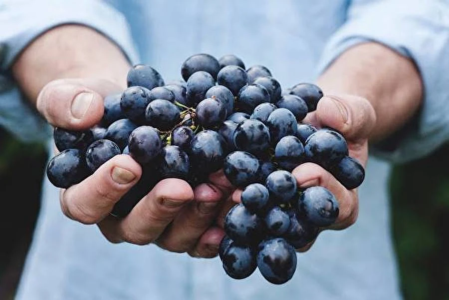 Домашна грапа