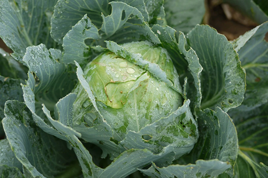 Browin Przepiśnik - Кисело зеле по рецептата на г-жа Силвия