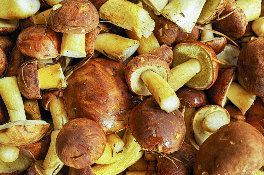 Browin Przepiśnik - Мариновани кестенови манатарки