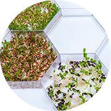 Дом и Градина